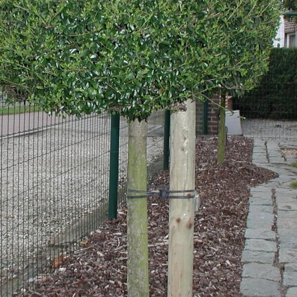 Tree-fix Boombinder 23 Cm - Set Van 20 Stuks - Afbeelding 2